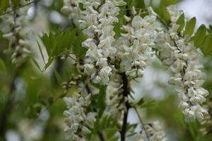 floraison acacia blanc les raisins photo