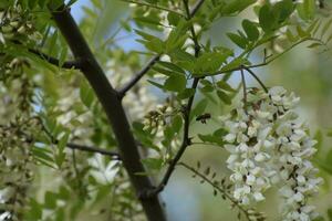 floraison acacia blanc les raisins photo