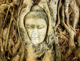 une Bouddha tête est dans le les racines de une arbre photo