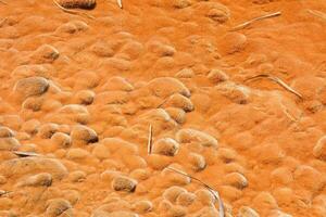 une proche en haut de le sol couvert dans le sable photo