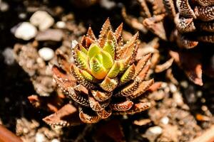 une petit plante avec marron feuilles et vert tiges photo