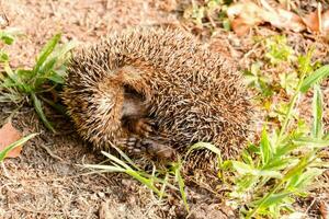 une hérisson est recourbé en haut dans le herbe photo