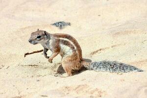 une écureuil permanent sur le le sable dans le désert photo