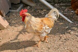 une coq en marchant dans le saleté photo