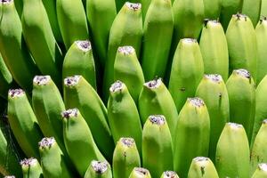 une proche en haut de une bouquet de vert bananes photo