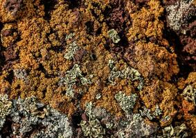 une proche en haut de une Roche avec lichen sur il photo