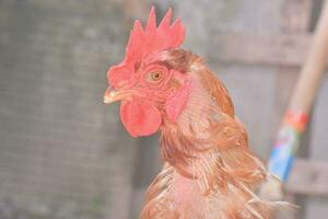 une proche en haut de une coq avec rouge plumes photo