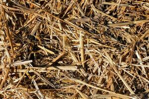 une proche en haut de une pile de paille photo