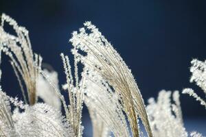 glacial herbes dans le hiver photo