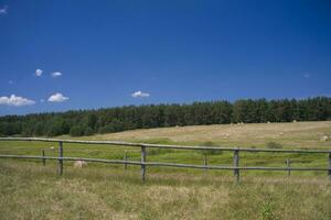 été paysage Pologne photo