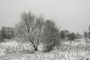 paysage de neige d'hiver photo