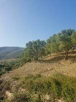 rural vue de olive bosquets photo