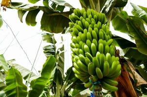 une bouquet de bananes pendaison de une arbre photo
