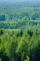 une vue de une forêt photo