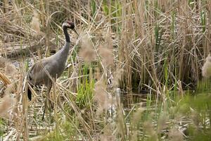 grue dans le sauvage photo