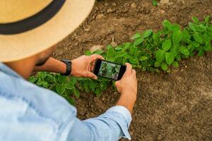 agriculteur photographier cultures avec téléphone dans le sien croissance soja champ photo