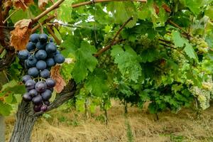 les raisins pendaison de le vigne dans une vignoble photo