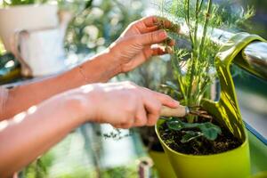 proche en haut image de femme mains prise se soucier de sa aneth plante. elle jouit dans jardinage sur balcon à sa maison. photo