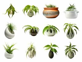 plante pot collection isolé sur blanc Contexte avec ai généré. photo