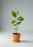 plante dans pot isolé sur une blanc Contexte. ai généré photo