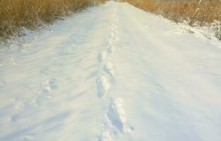 beaucoup de traces humaines laissent au loin sur la route enneigée photo