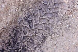 roue Piste sur boue. traces de une tracteur ou lourd hors route voiture sur marron boue dans humide Prairie photo