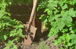 une vieille pelle rouillée près des framboisiers, qui poussent à côté de la clôture en bois du jardin du village. image de fond associée aux récoltes saisonnières et aux travaux de jardinage à long terme photo