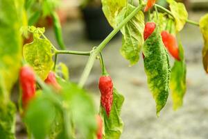 Frais rouge le Chili poivrons pendaison sur les plantes dans une serre 2 photo