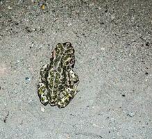 européen vert crapaud. bufotes viridis. un amphibie est assis sur le asphalte. photo