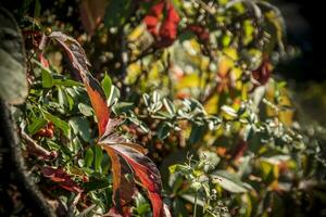vif coloré feuilles dans rouge, vert et Jaune couleurs dans l'automne photo