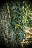 vert lierre sur une arbre dans une forêt dans l'automne photo