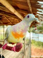 magnifique Colombe oiseau profiter le été atmosphère dans le tropical forêt photo