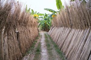 beaucoup jute des bâtons sont empilés pour Soleil séchage à sadarpur, faridpur, Bangladesh. un et seulement jute cultivation est dans faridpur, bangladesh photo