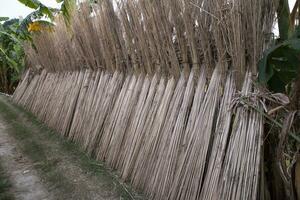 beaucoup jute des bâtons sont empilés pour Soleil séchage à sadarpur, faridpur, Bangladesh. un et seulement jute cultivation est dans faridpur, bangladesh photo