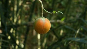 tropical des fruits sur le les bois photo