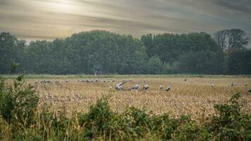 grues à une repos endroit sur une récolté blé champ dans de face de une forêt. des oiseaux photo