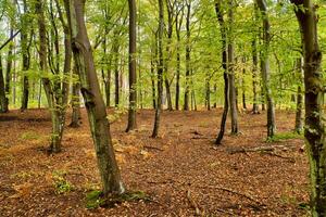 hêtre forêt dans le automne. vert et coloré feuilles. brun orangé feuilles photo