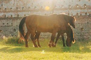 deux magnifique les chevaux pâturage dans de face de le mur de un ancien Château photo