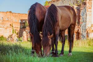 deux lié les chevaux pâturage ensemble avec ruines de un ancien Château sur le Contexte photo