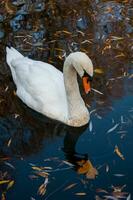 proche en haut coup de une cygne dans le Lac photo