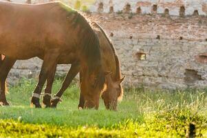 deux magnifique lié ensemble les chevaux pâturage dans de face de le mur de un ancien Château photo