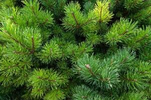 fermer coup de une pin branche dans le forêt photo