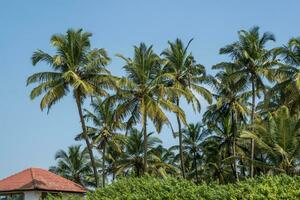 Hôtel ou vacances Accueil dans jungle parmi paume des arbres sur océan photo