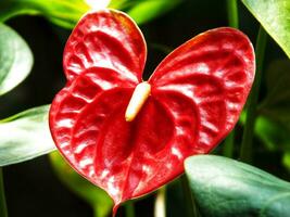 maison plante rouge anthurium dans le jardin. anthurium andraeanum. fleur flamant fleurs ou anthurium andraeanum symboliser hospitalité. photo