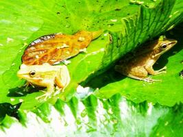 le marais grenouille sur l'eau lis feuilles. amphibie créature. Extérieur étang avec lotus feuille sur ensoleillé jours. beauté de la nature. portrait de peu mignonne grenouille séance sur vert feuille photo