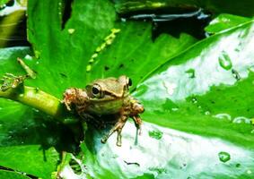 le marais grenouille sur l'eau lis feuilles. amphibie créature. Extérieur étang avec lotus feuille sur ensoleillé jours. beauté de la nature. portrait de peu mignonne grenouille séance sur vert feuille photo