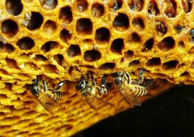 magnifique nid d'abeille avec les abeilles rampe par le peignes collecte Miel. apiculture, produire mon chéri pour santé. photo