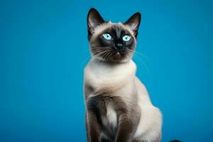 ai généré proche en haut de Siamois chat avec bleu yeux sur une bleu Contexte photo