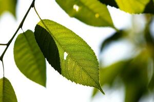 feuille verte et feuilles. fruits et légumes. plante et plantes. arbre et arbres. photo