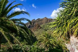 paume arbre dans le montagnes, gorge masque tenerife. photo